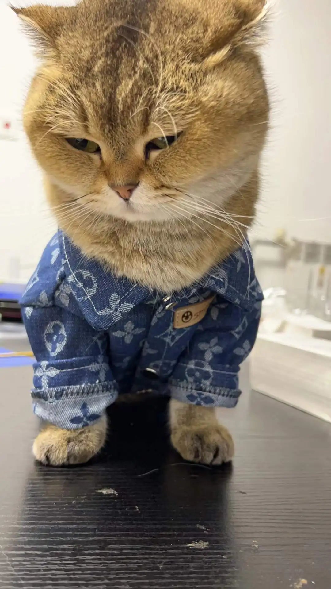 Pet Denim Shirt Teddy Bichon Pomeranian Wearable Dog Clothes Spring and Autumn Pet Clothing for Small and Medium-sized Dogs Link